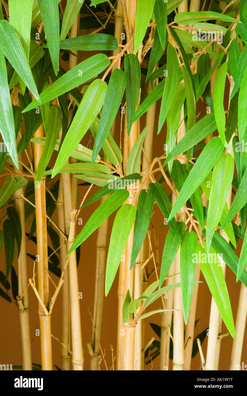 Large Bamboo Plant Stock Photo Alamy