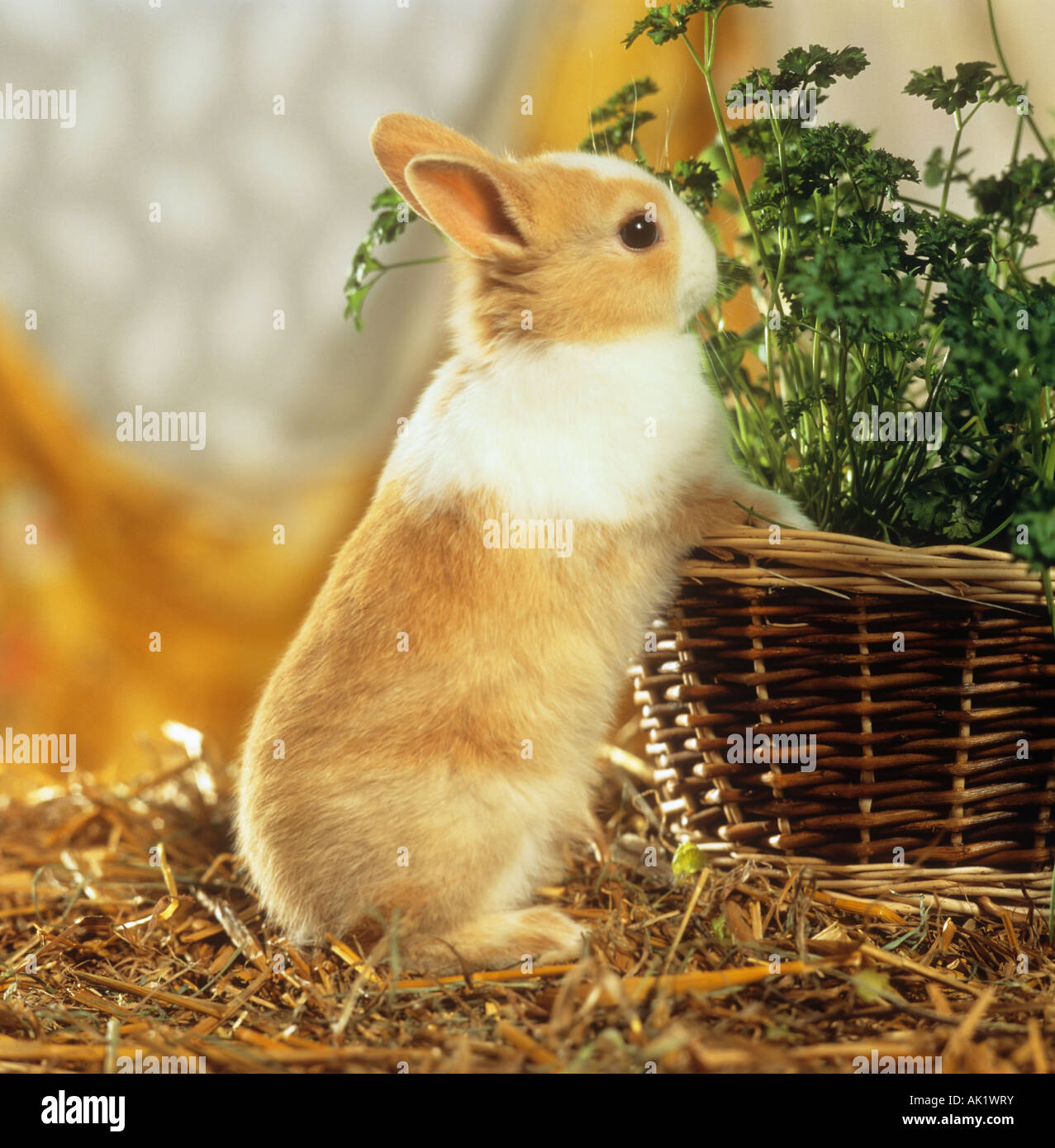 young dwarf rabbit at basket with parsley Stock Photo Alamy