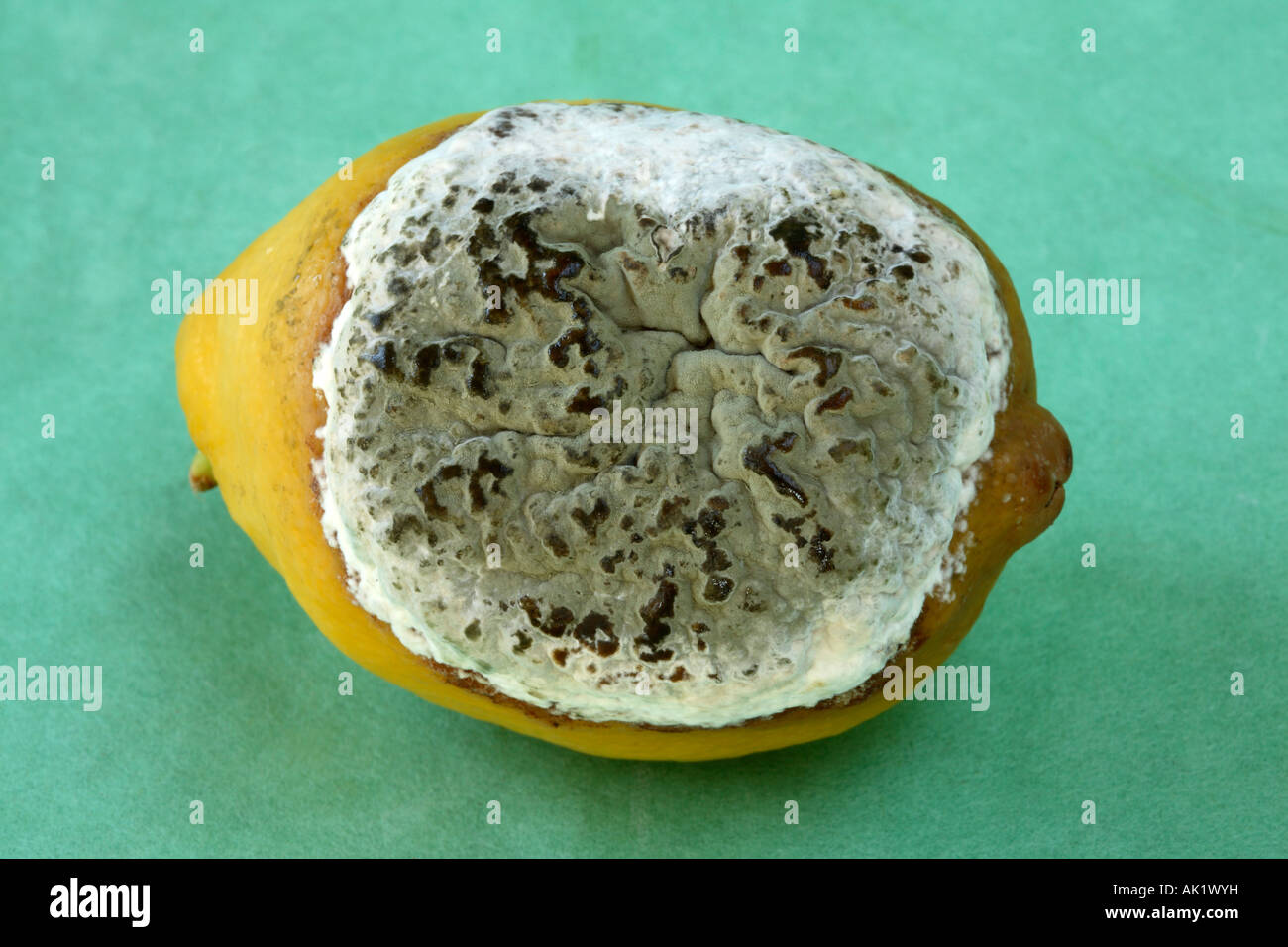 Close up of a large green and white mold Penicillium digitatum totally covering one side of a yellow lemon. Stock Photo