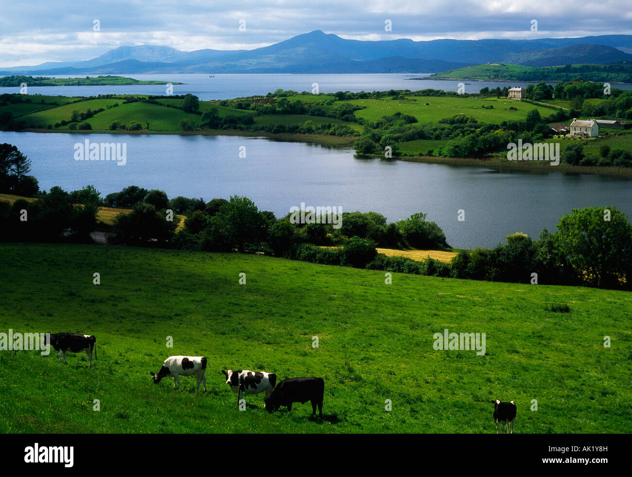 Bantry Bay, County Cork, Ireland, HolsteinFresian cattle Stock Photo