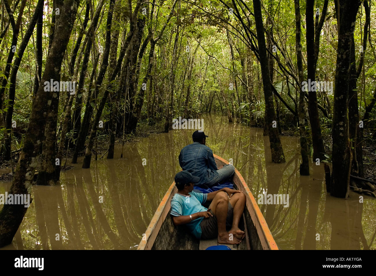 Traveling through Irian Jaya's dense mangrove forests, Indonesia. Stock Photo