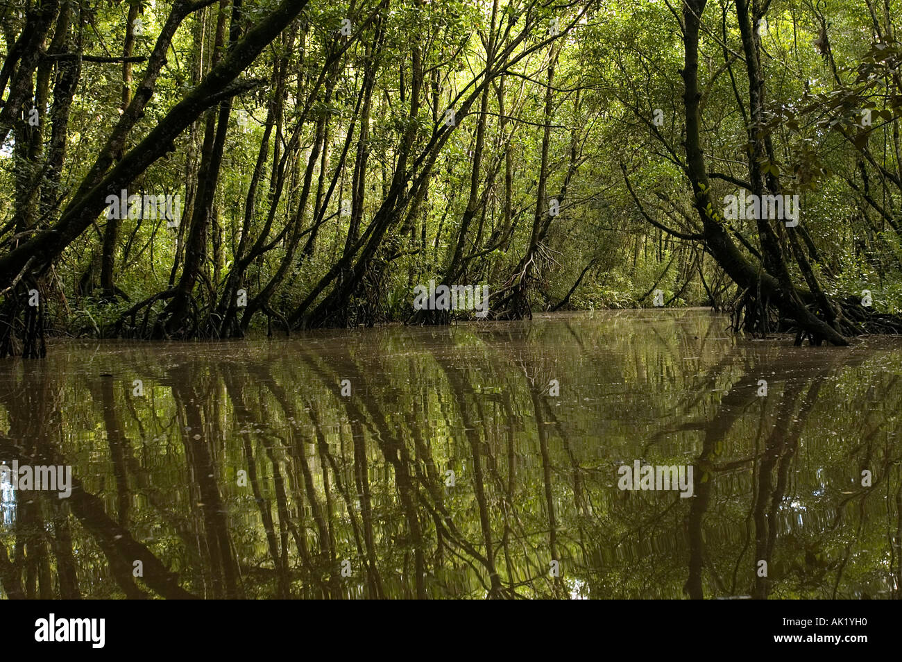 Scenic view of dense mangrove forests of Irian Jaya, Indonesia. Stock Photo