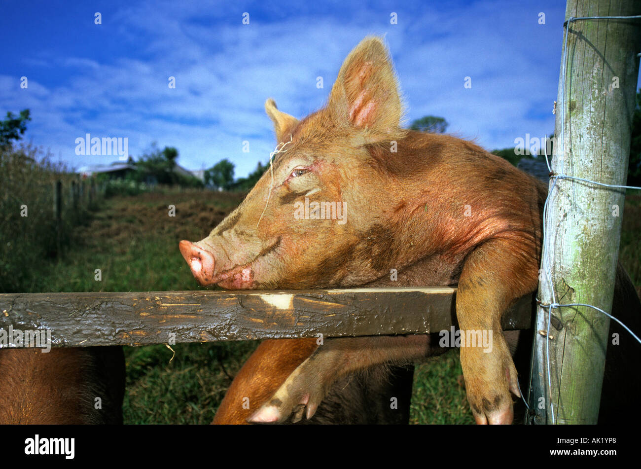 tamworth piglet climbing on a fence cornwall Stock Photo