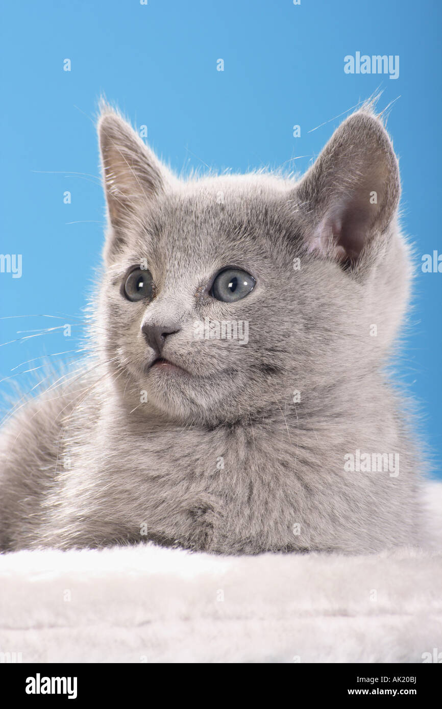https://c8.alamy.com/comp/AK20BJ/domestic-cat-russian-blue-kitten-lying-studio-picture-against-a-blue-AK20BJ.jpg