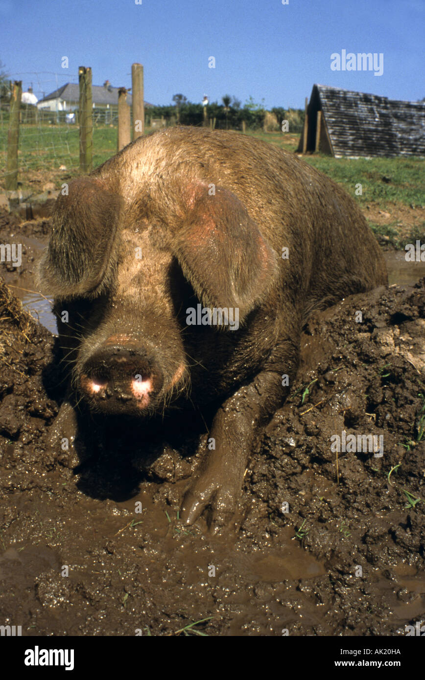 sow wallowing in mud cornwall Stock Photo