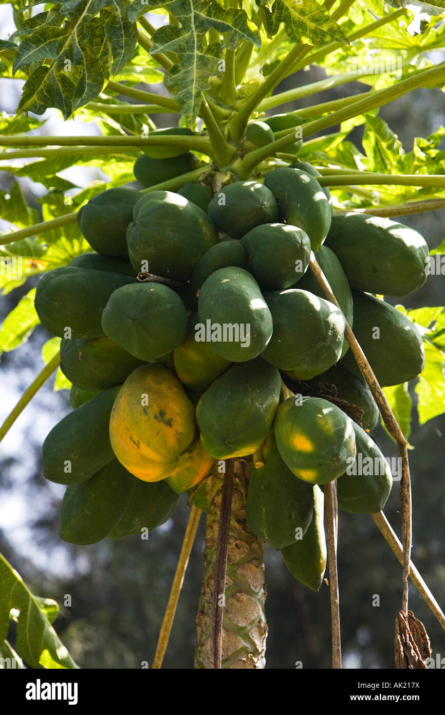 Carica papaya. Papaya fruit on tree in India Stock Photo Alamy