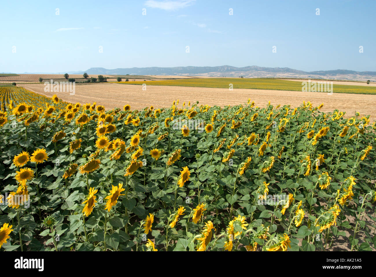 Countryside near Burgos, Castilla y Leon, Spain Stock Photo