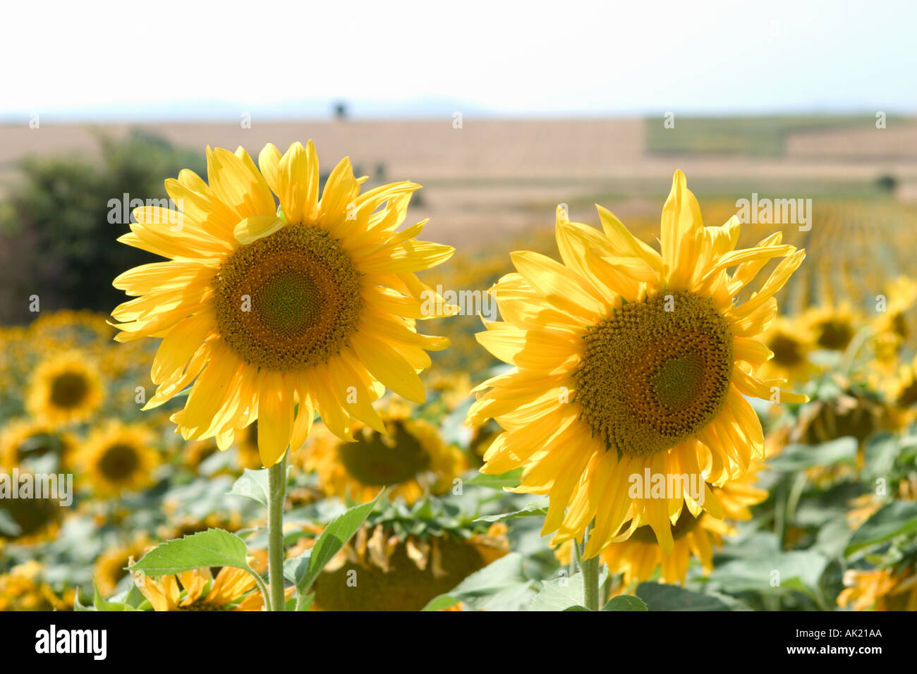 Sunflowers, Castilla y Leon, Spain Stock Photo