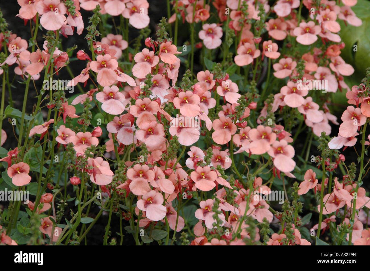 Diascia Honey Olympics Low growing salmon pink flowered hardy perennial also suitable for tubs and containers Stock Photo