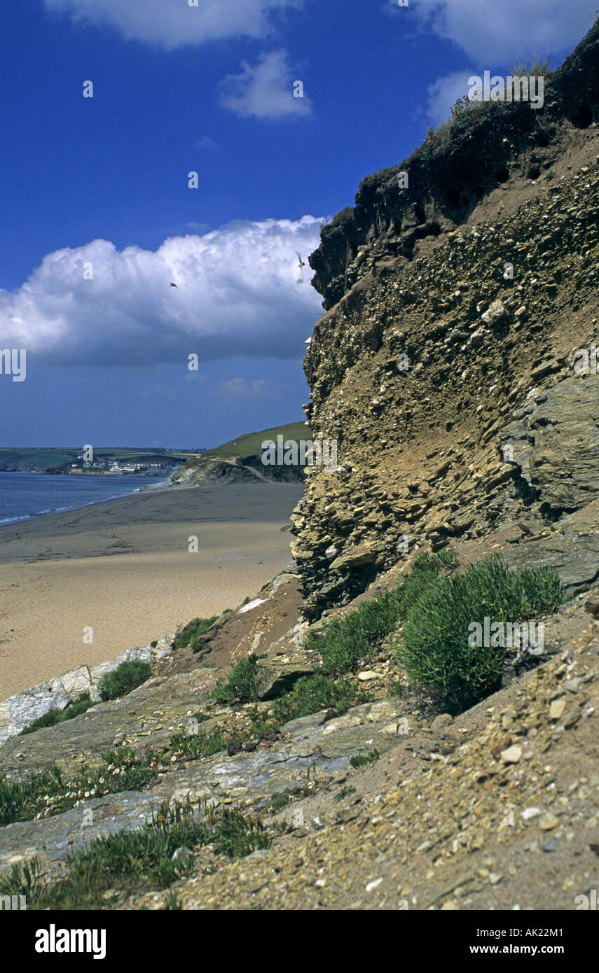 sand martin Riparia riparia colony in cliffs at Loe Bar Cornwall Stock Photo