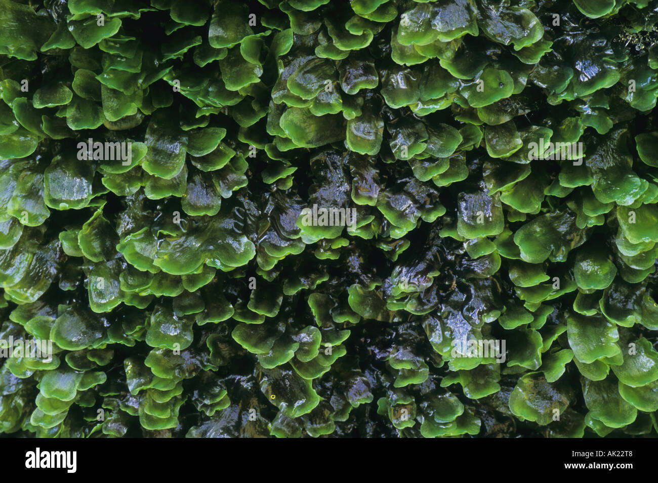 Liverwort Pellia epiphylla cornwall Stock Photo