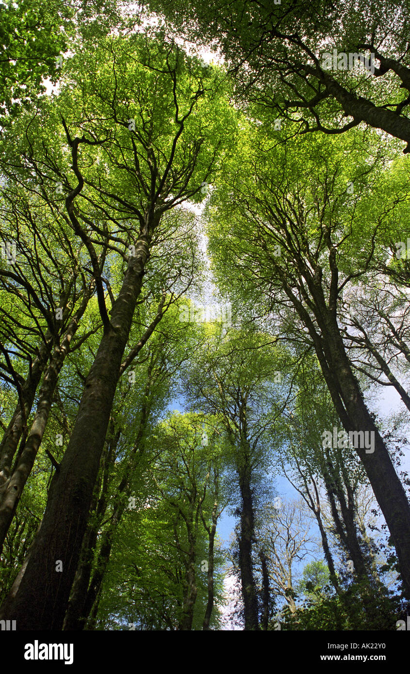 beech trees Fagus sylvatica looking upwards to sky Stock Photo