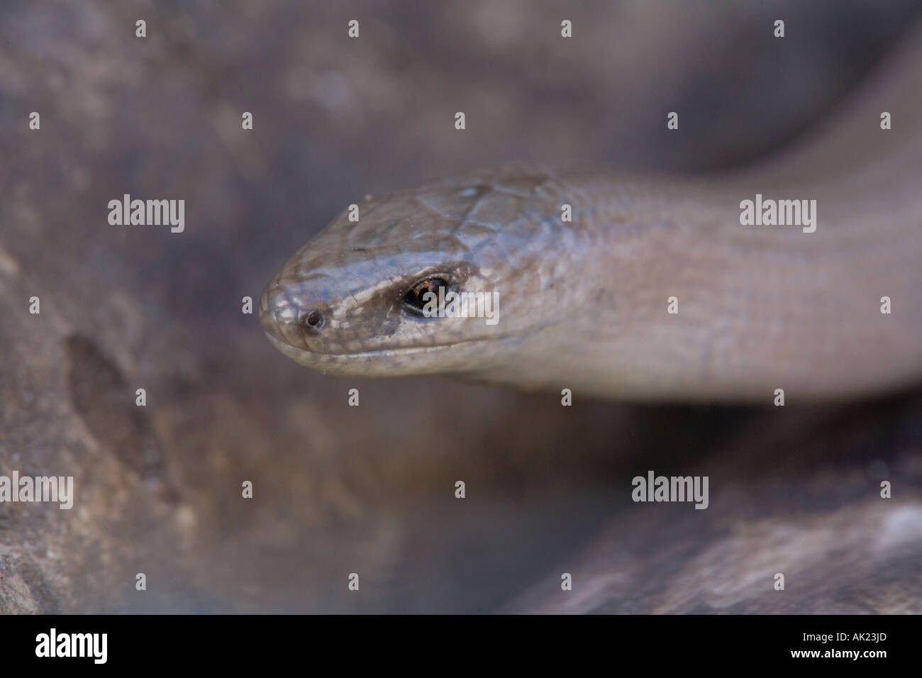 slow worm Anguis fragilis cornwall Stock Photo - Alamy