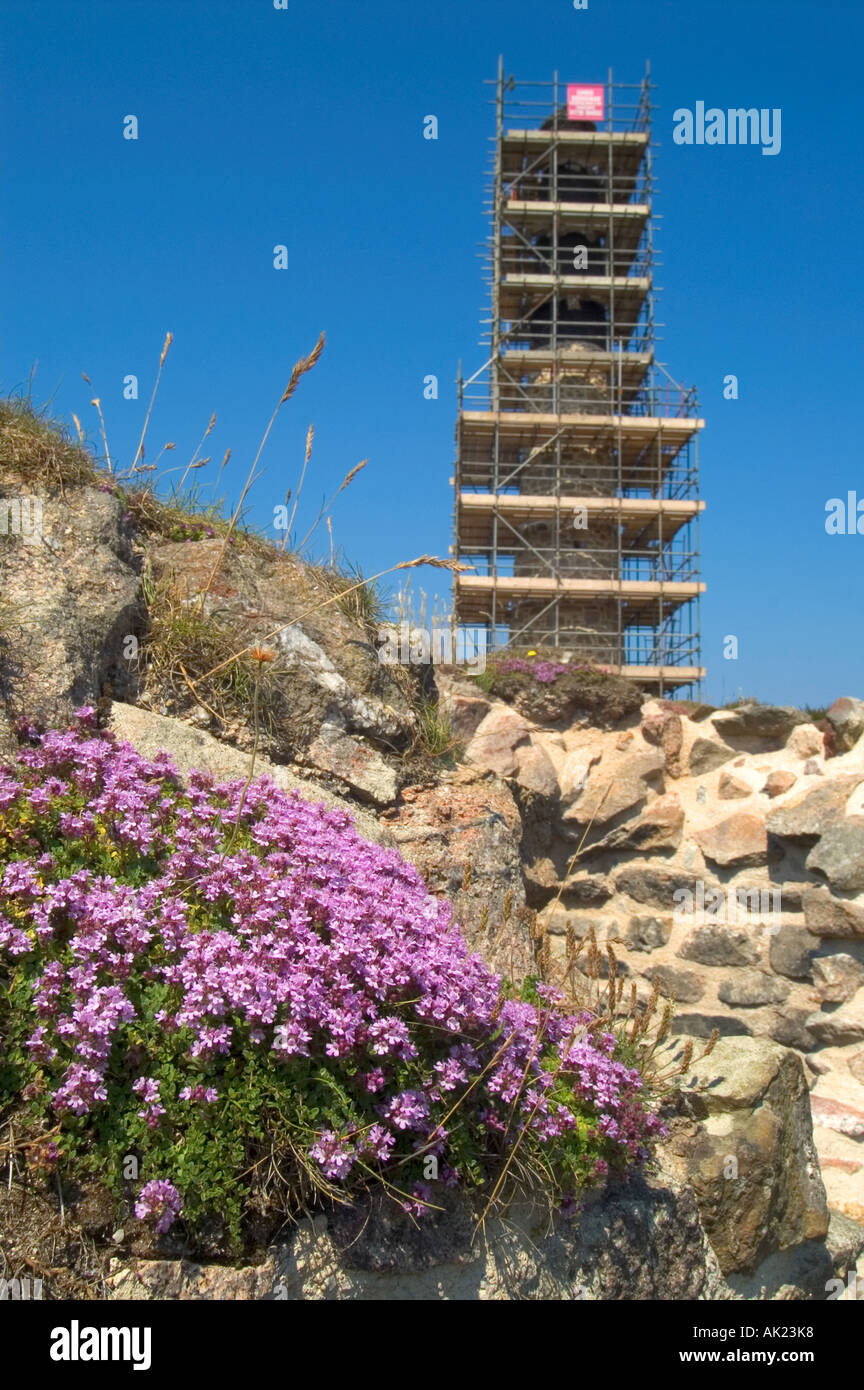 arsenic calciner at Botallack with wild thyme in foreground process of preservation St Just cornwall Stock Photo