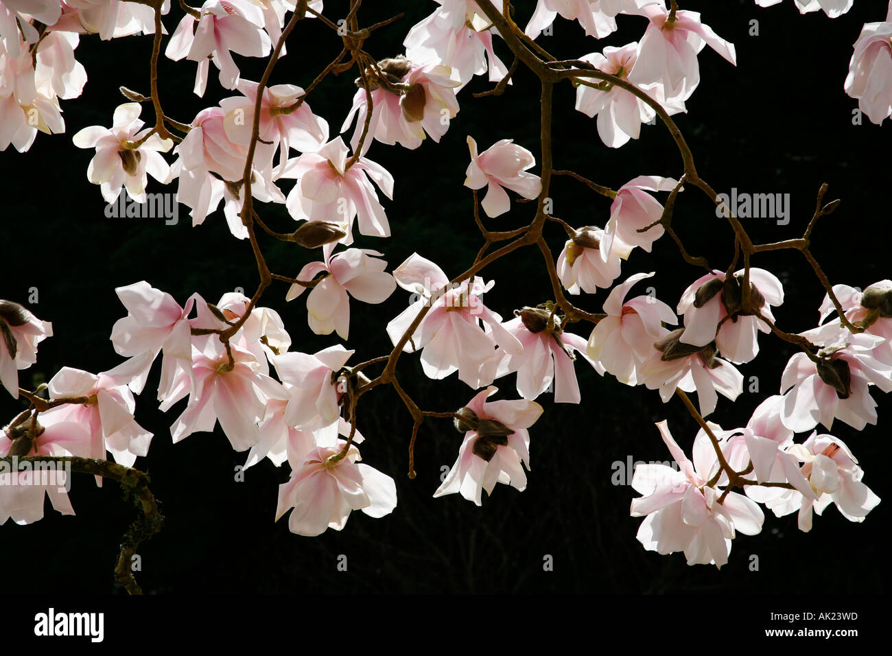 Magnolia tree in flower Caerhays garden spring cornwall Stock Photo