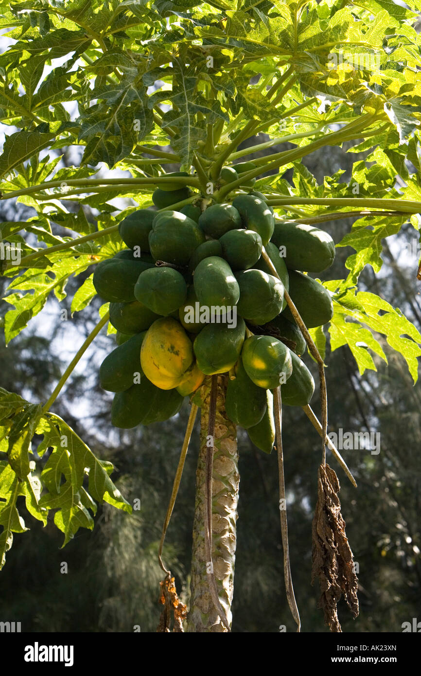 Carica papaya. Papaya fruit on tree in India Stock Photo Alamy