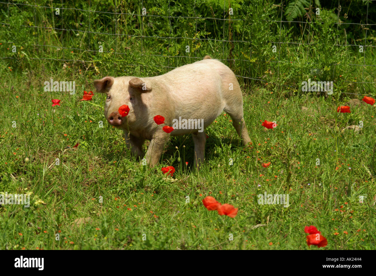 white piglet in a field with poppies cornwall Stock Photo