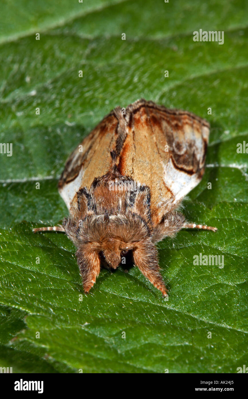 pebble prominant moth Notodonta ziczac june cornwall Stock Photo