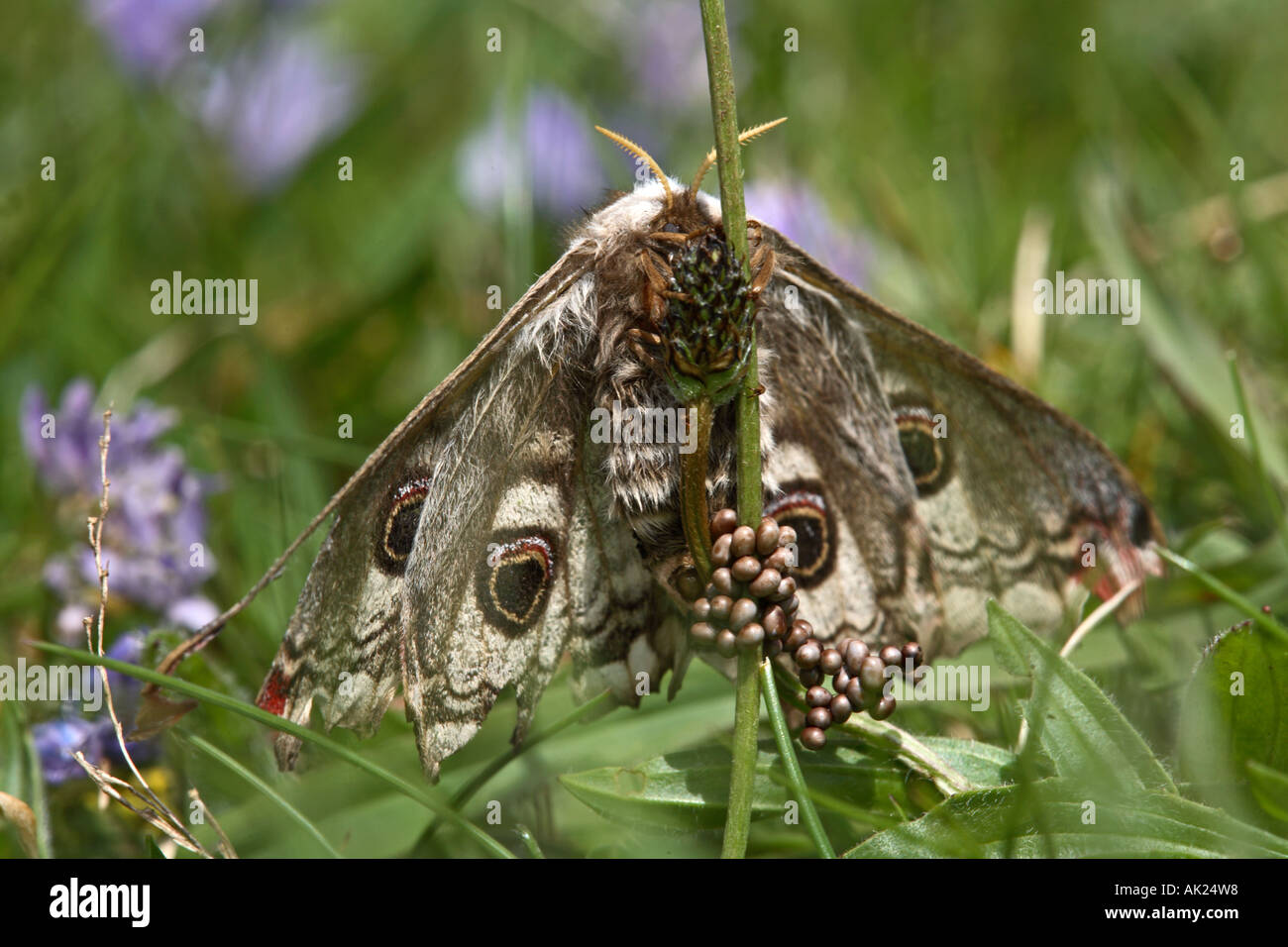 emperor moth Saturnia pavonia female laying eggs cornwall Stock Photo ...