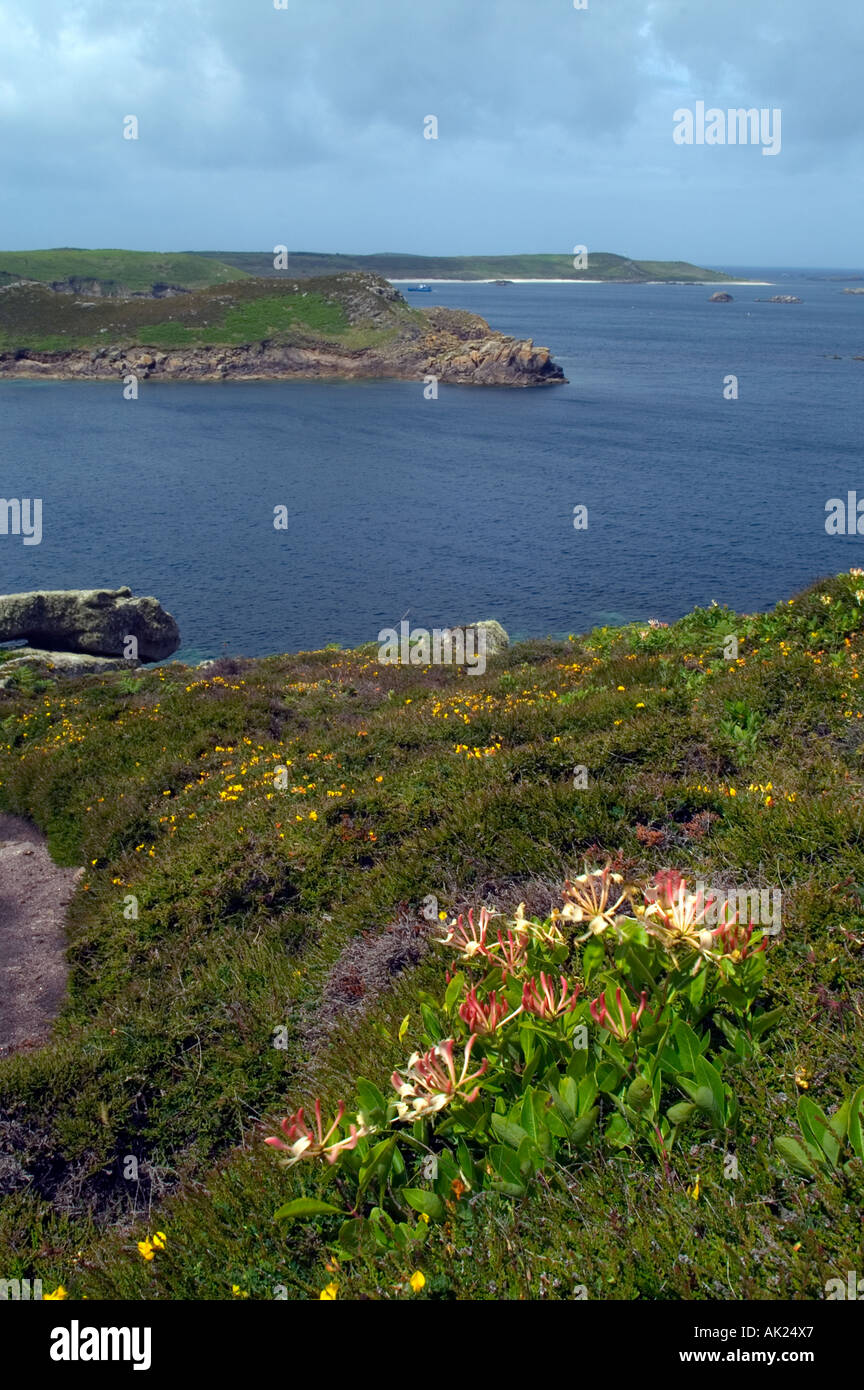 view from Day Mark st martin s isles of scilly towards Great Bay with honeysuckle in foreground Stock Photo