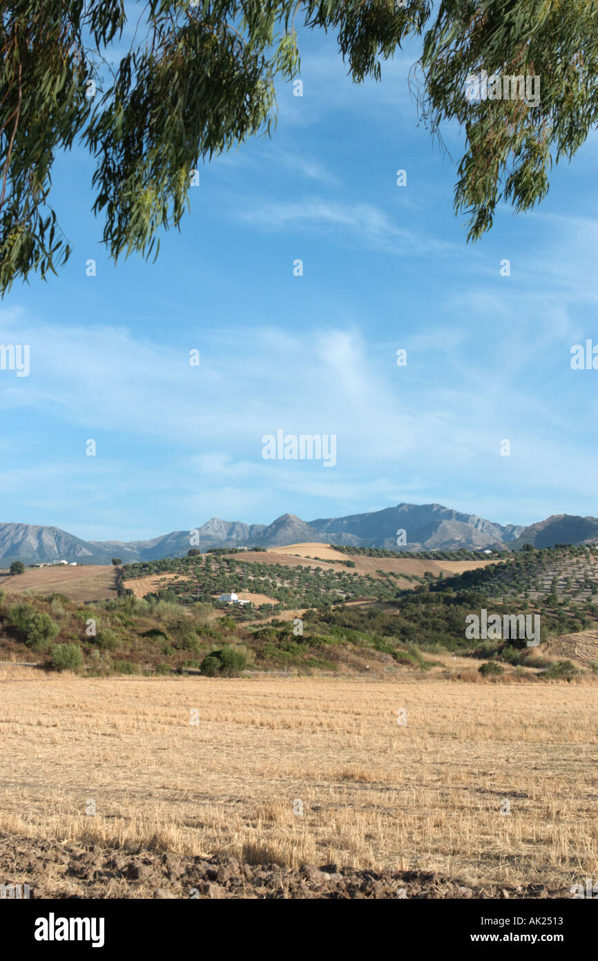 Rural landscape in the Ronda Region, Andalucia, Spain Stock Photo