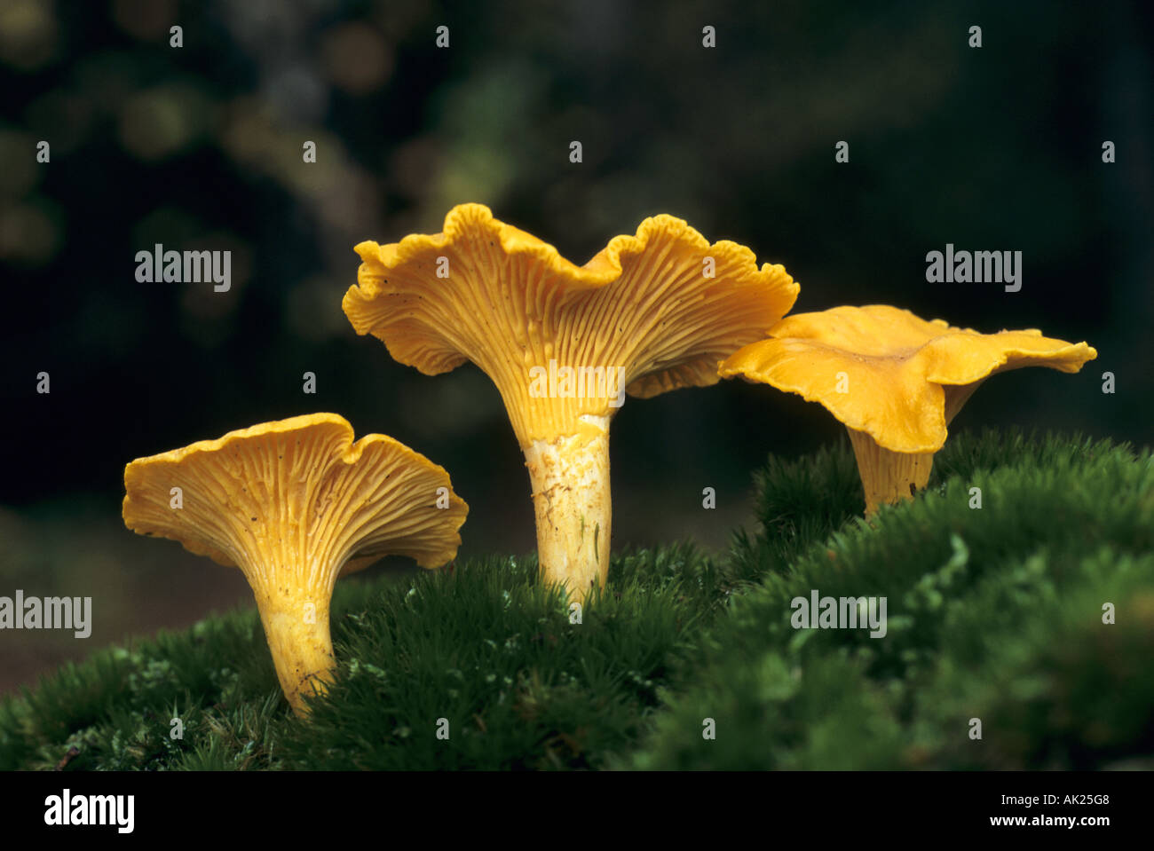 chanterelle Cantharellus cibarius autumn Stock Photo