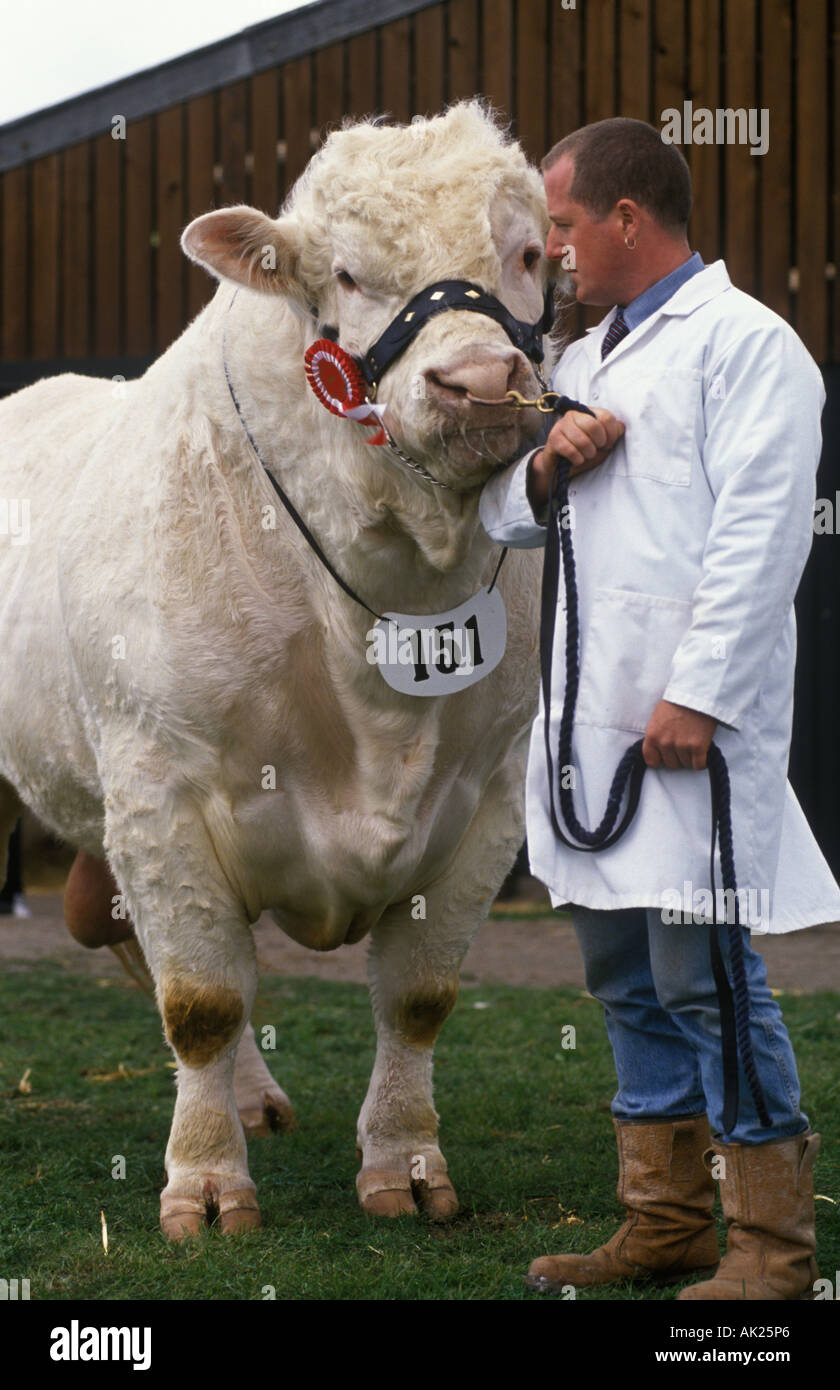 Prize winning bull hires stock photography and images Alamy
