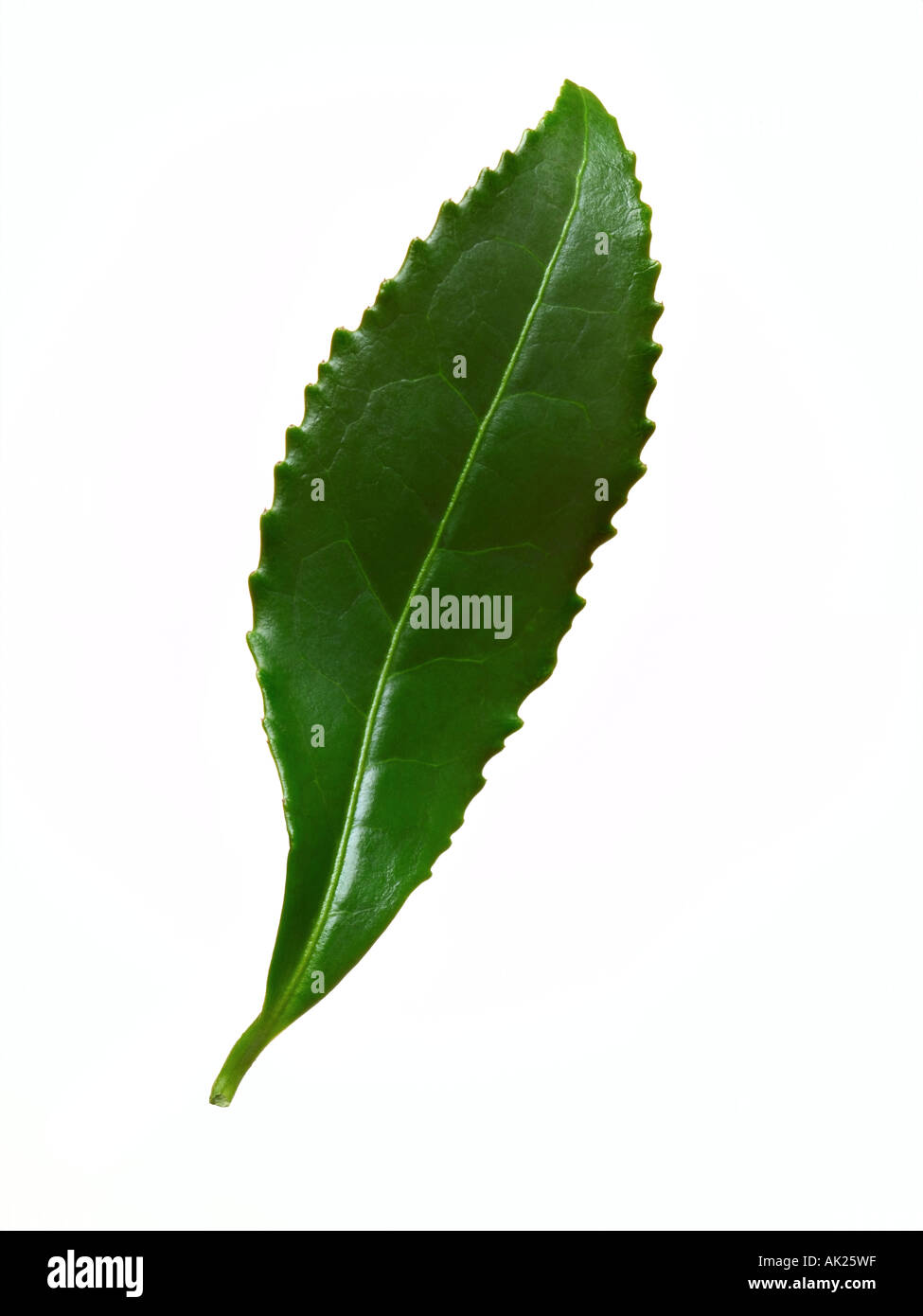 Green tea leaf hires stock photography and images Alamy