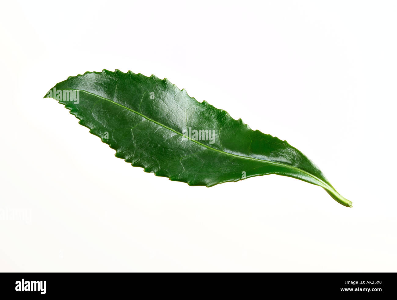 green tea leaf Stock Photo