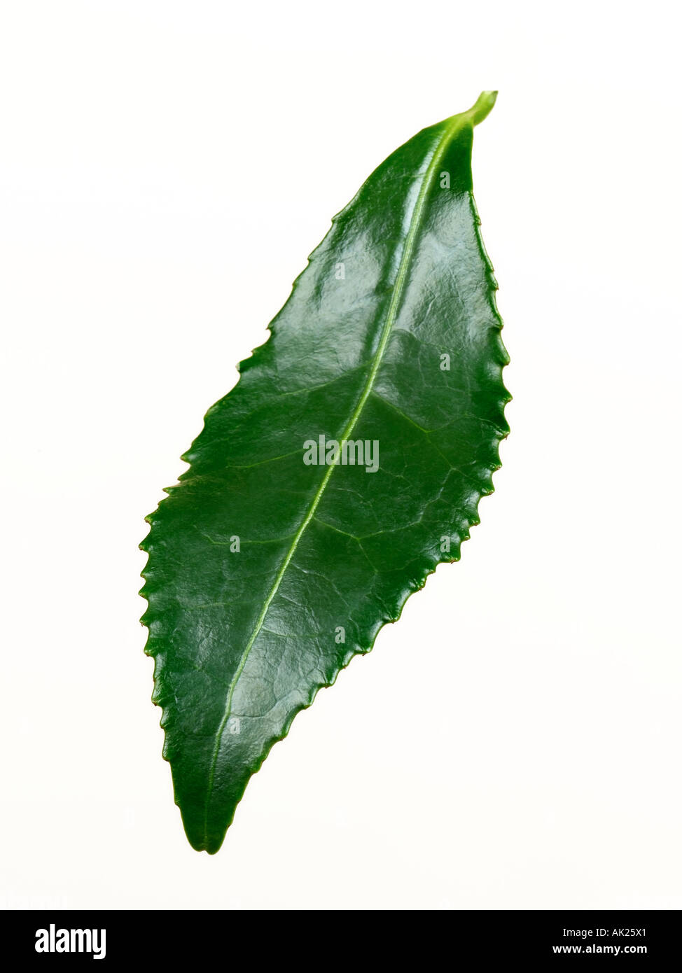 green tea leaf Stock Photo