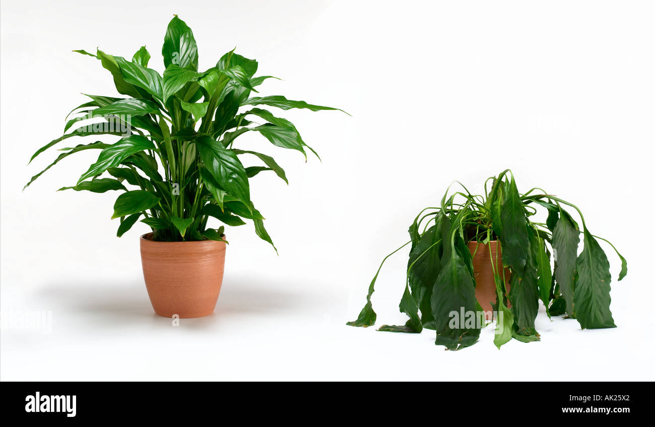 healthy plant sick plant Stock Photo