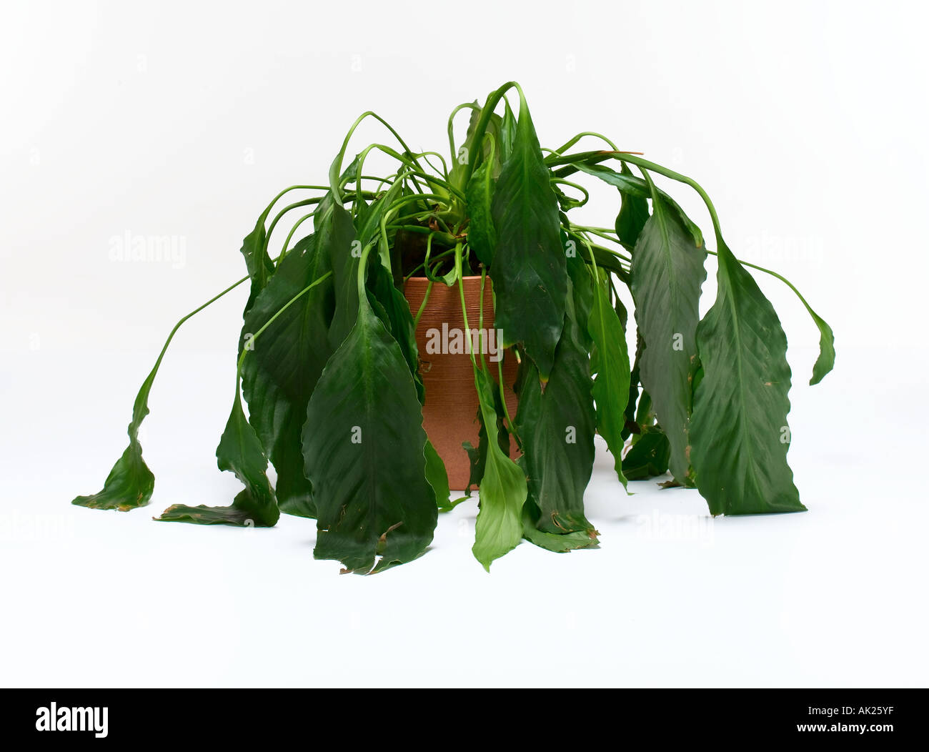 wilting sick plant Stock Photo, Royalty Free Image: 8491646 - Alamy