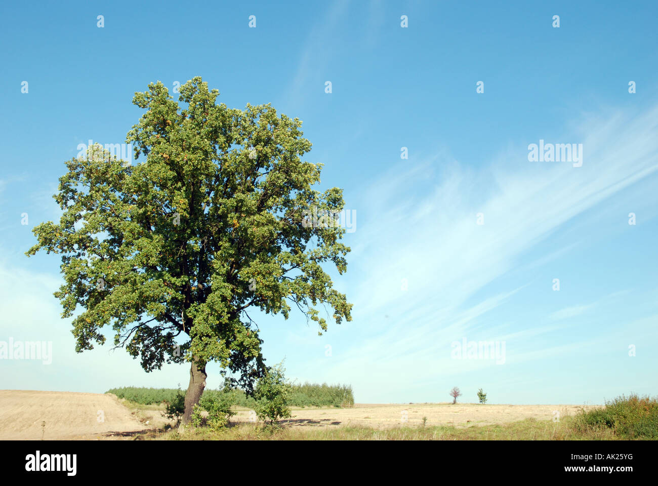 Single tree on a field with blue sky Stock Photo - Alamy