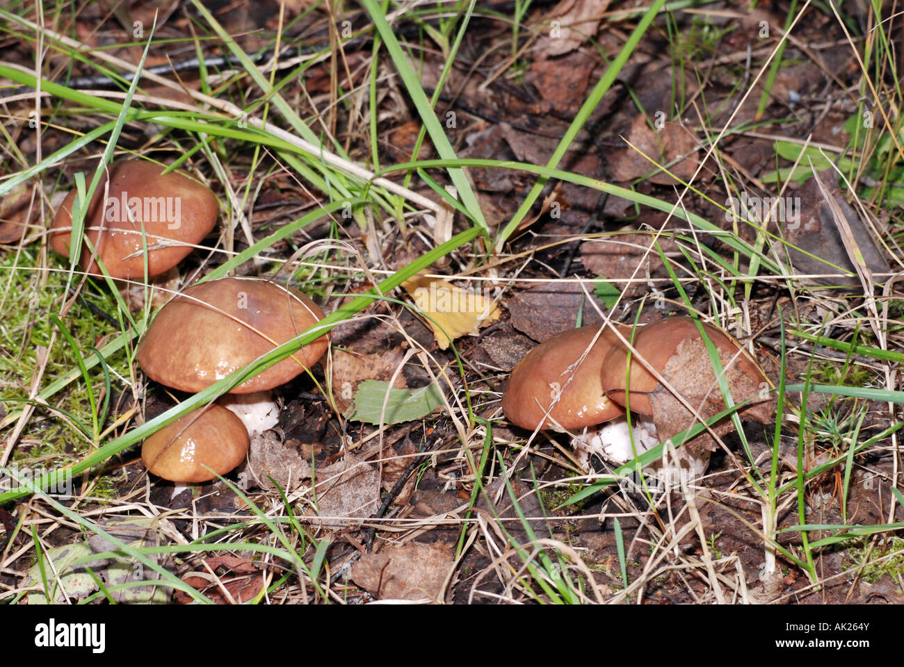 A group of Suillus mushrooms Suillus luteus Stock Photo