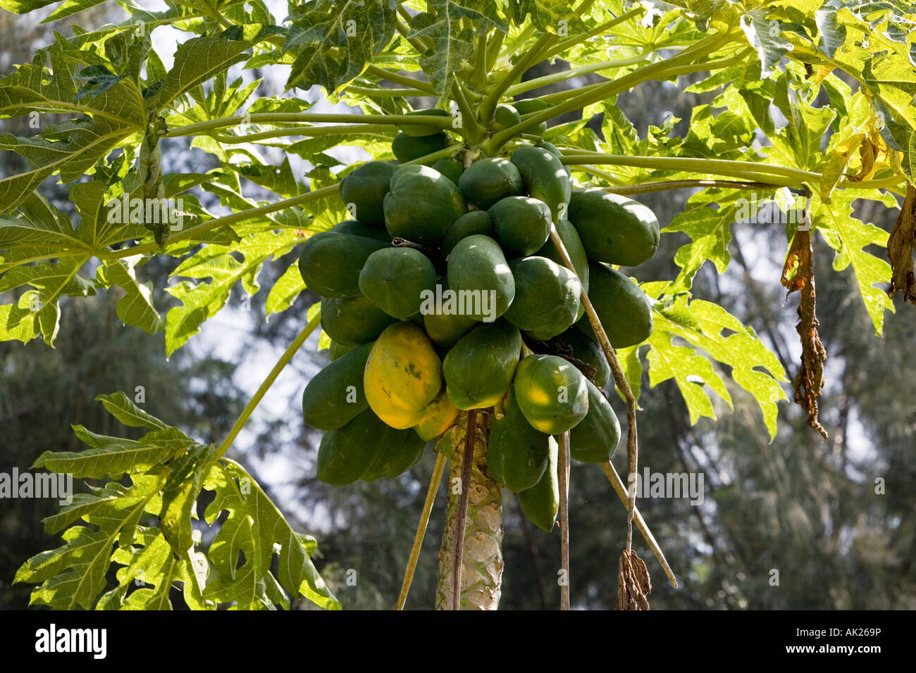 Carica papaya.  Papaya fruit on tree in India Stock Photo