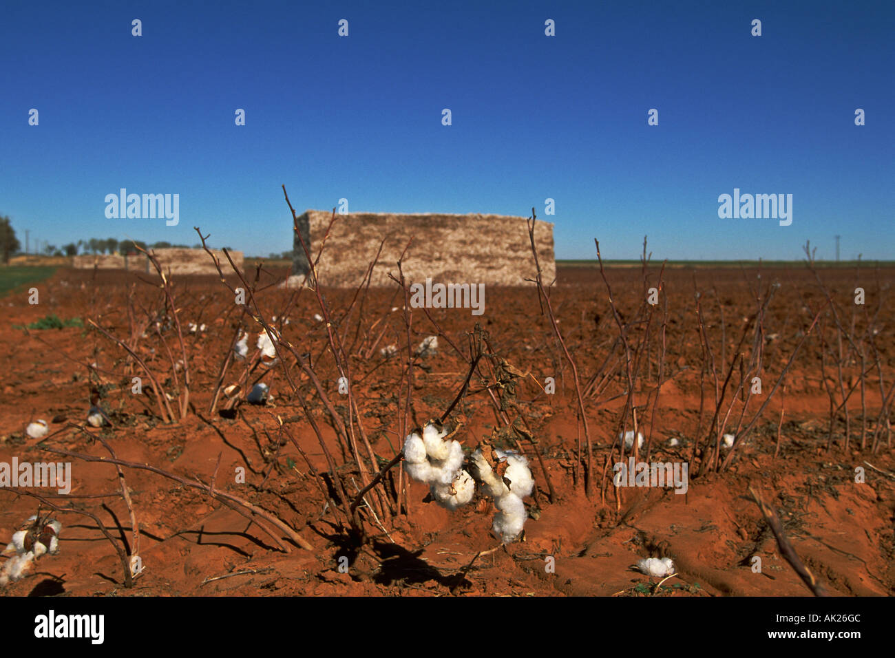 Cotton bale hires stock photography and images Alamy