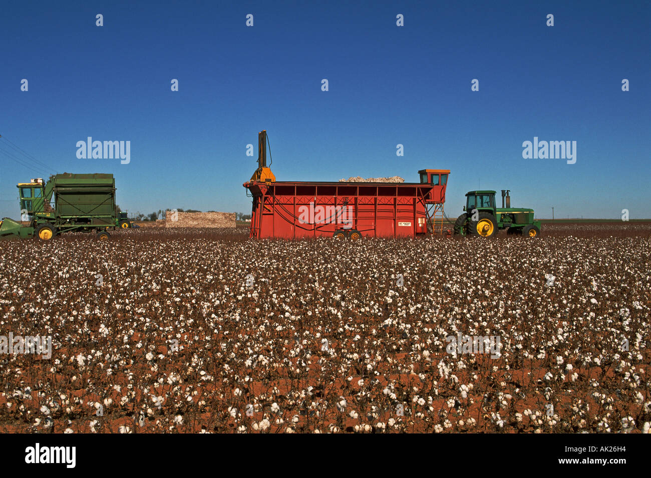 Ripe cotton in field, Texas Stock Photo