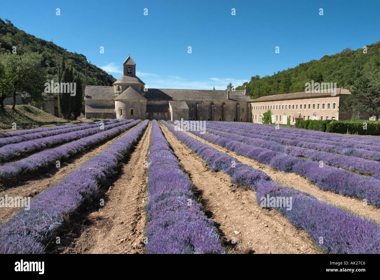 Lavender fields in front of the Abbaye de Senanque, Provence, France Stock Photo