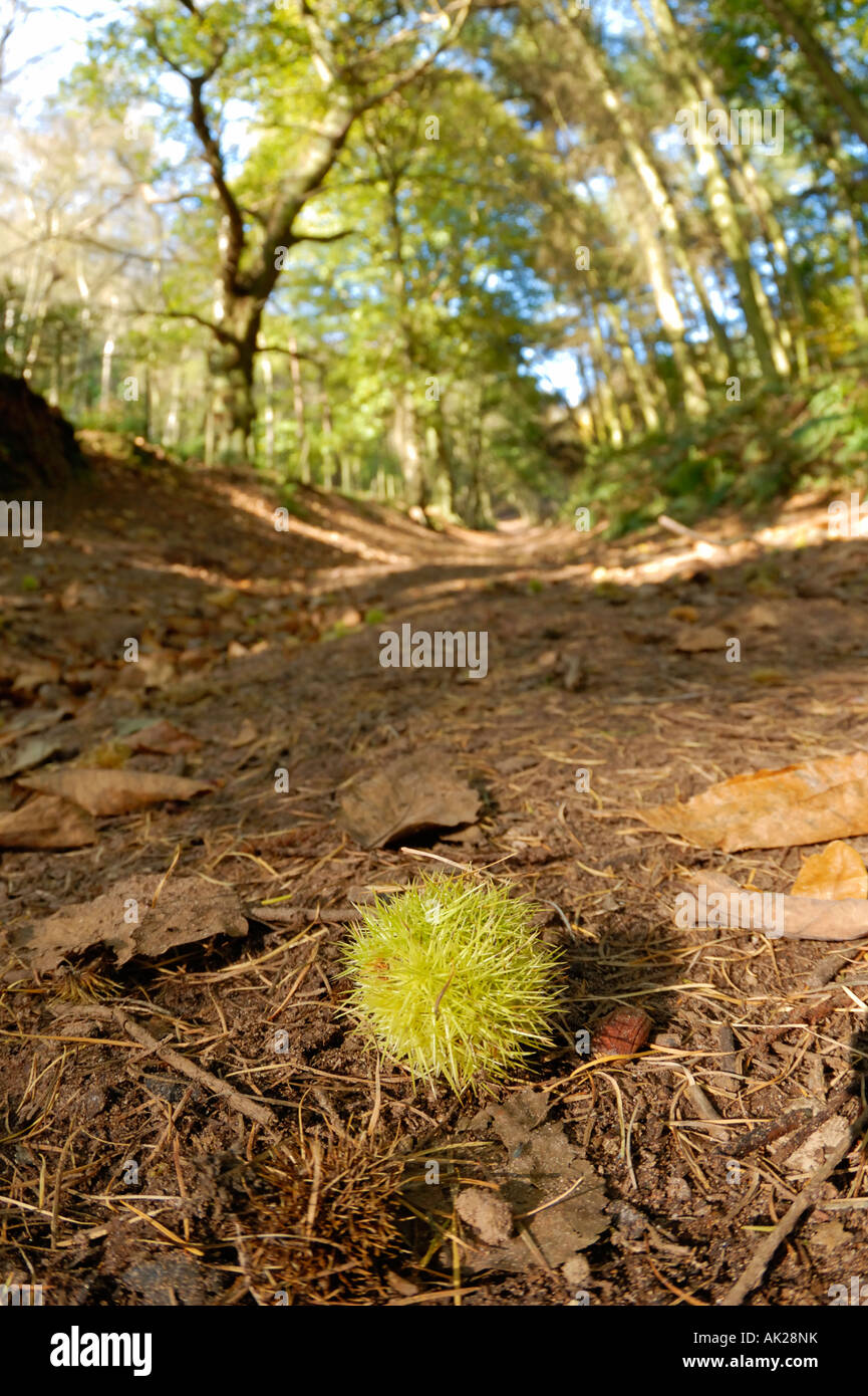 Freshly fallen beech nut shell lying on footpath after having fallen from tree Stock Photo