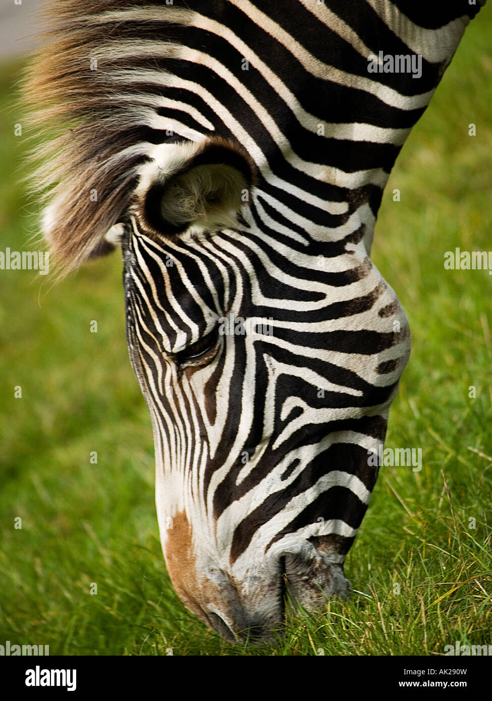 A Zebra Head Stock Photo