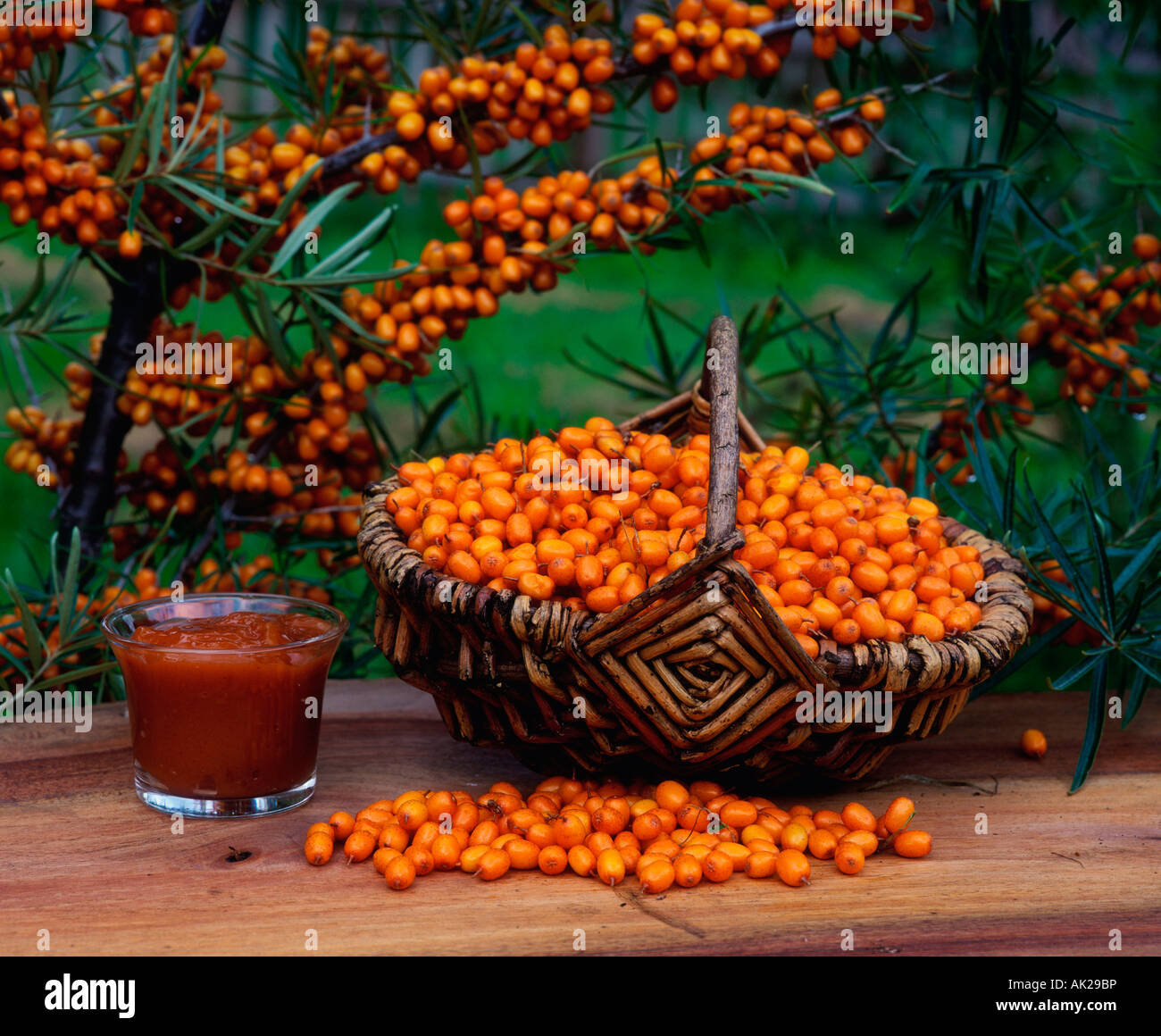 Облепиха каротин. Облепиха витамины. Содержание витамина с в облепихе. Натуральный бета-каротин и облепиха сибирское здоровье. Облепиха каротин.