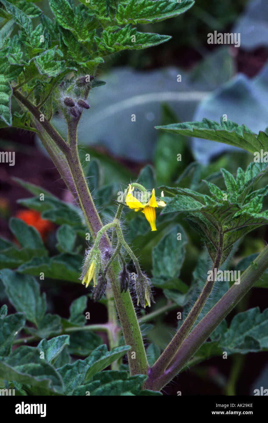 Tomato plant and bloom Stock Photo Alamy