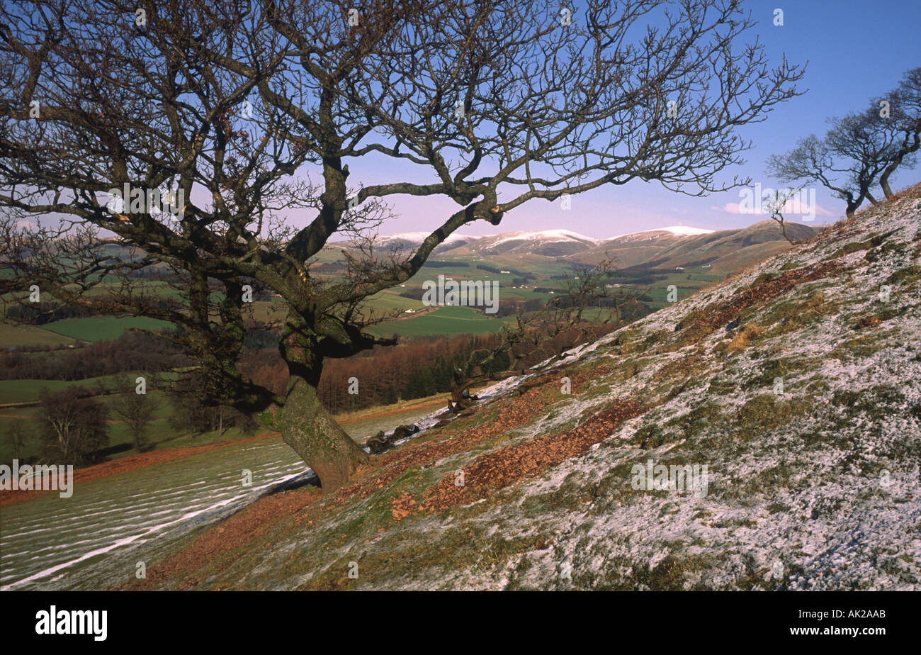 Snow topped hills Scotland tree looking over to Lowther Hills from near Morton Castle Nithsdale Scotland UK Stock Photo