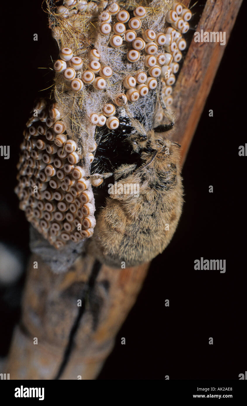 Vapourour moth (Orgyia antiqua) laying eggs, Stock Photo