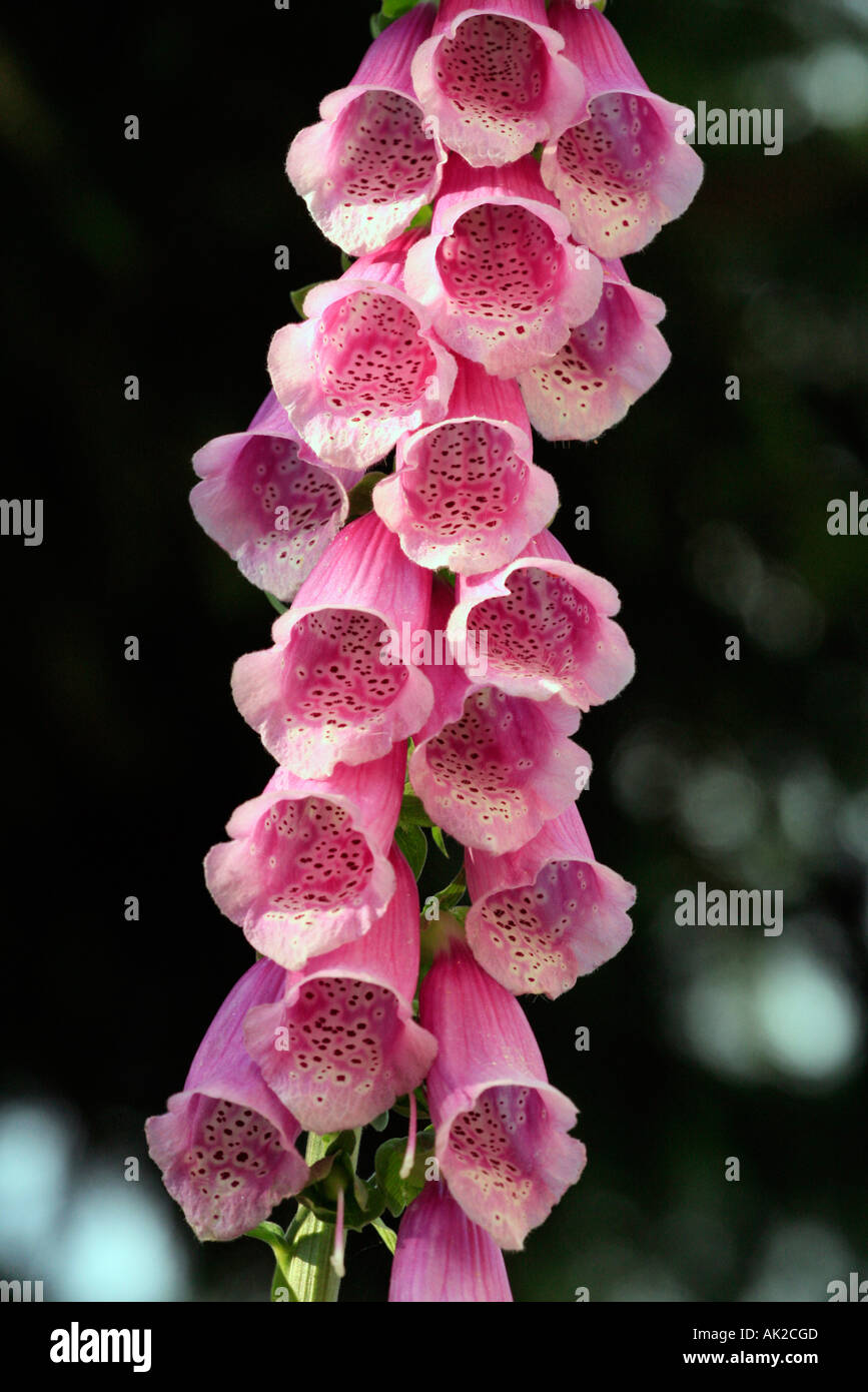 foxglove-digitalis-purpurea-blossoms-stock-photo-alamy