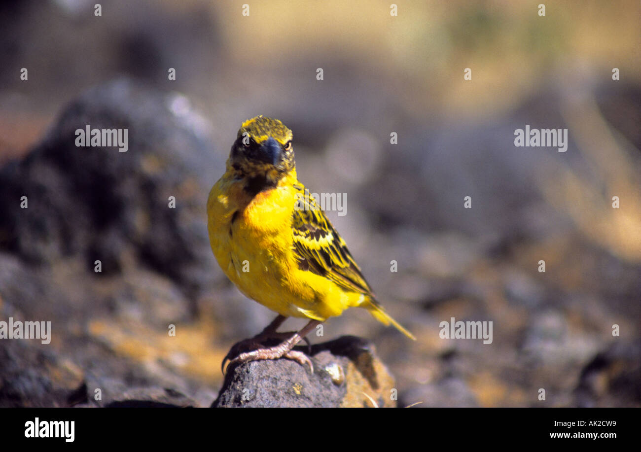 A Weaver bird, Ngorongoro Conservation Area, Tanzania. Stock Photo