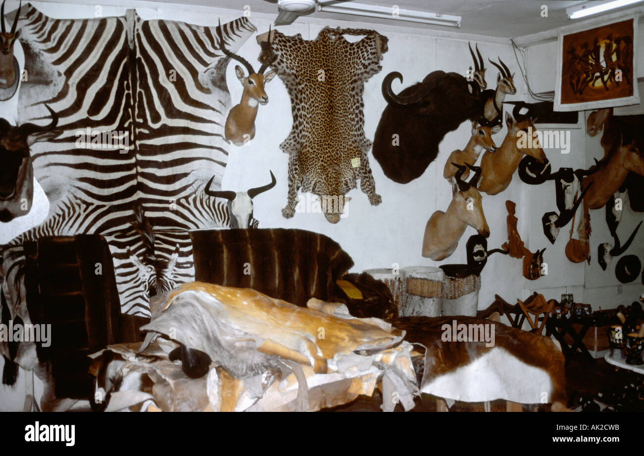 Animal skins for sale hi-res stock photography and images - Alamy