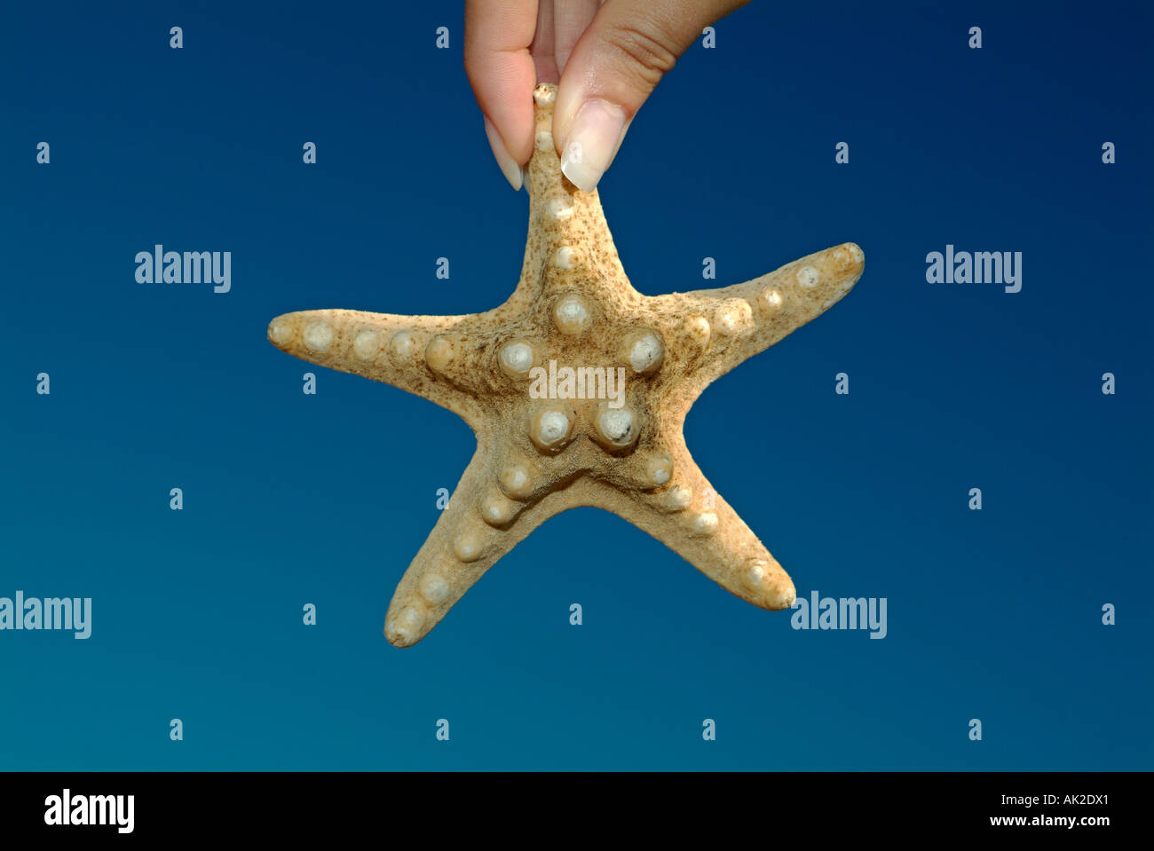 Starfish Held in a Females Fingers Against a Blue Sky Stock Photo