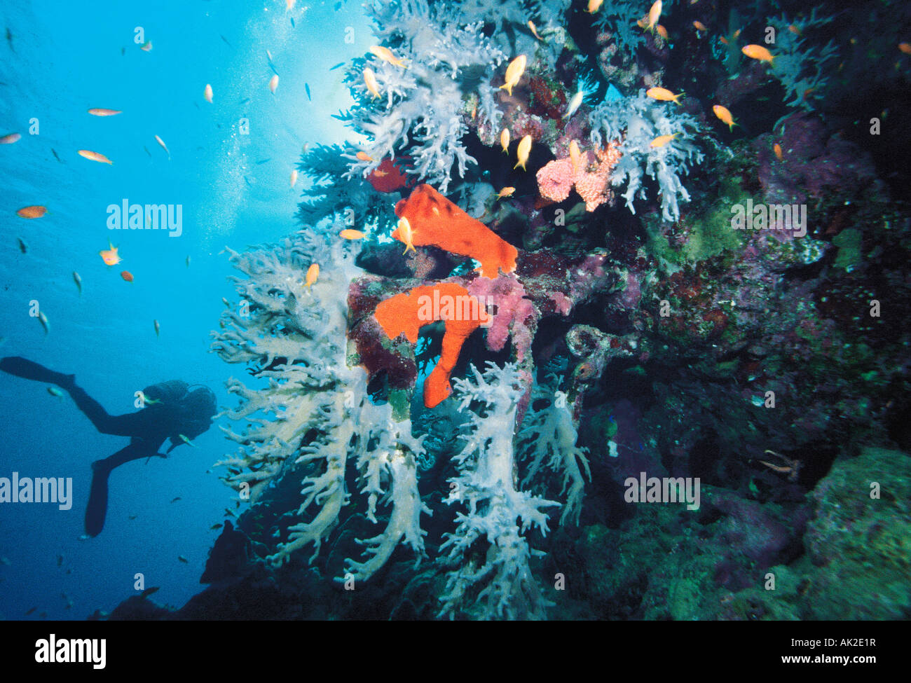 Egypt. Red Sea. Underwater scuba diver silhouette above coral reef with grey soft corals and red sponges. Stock Photo