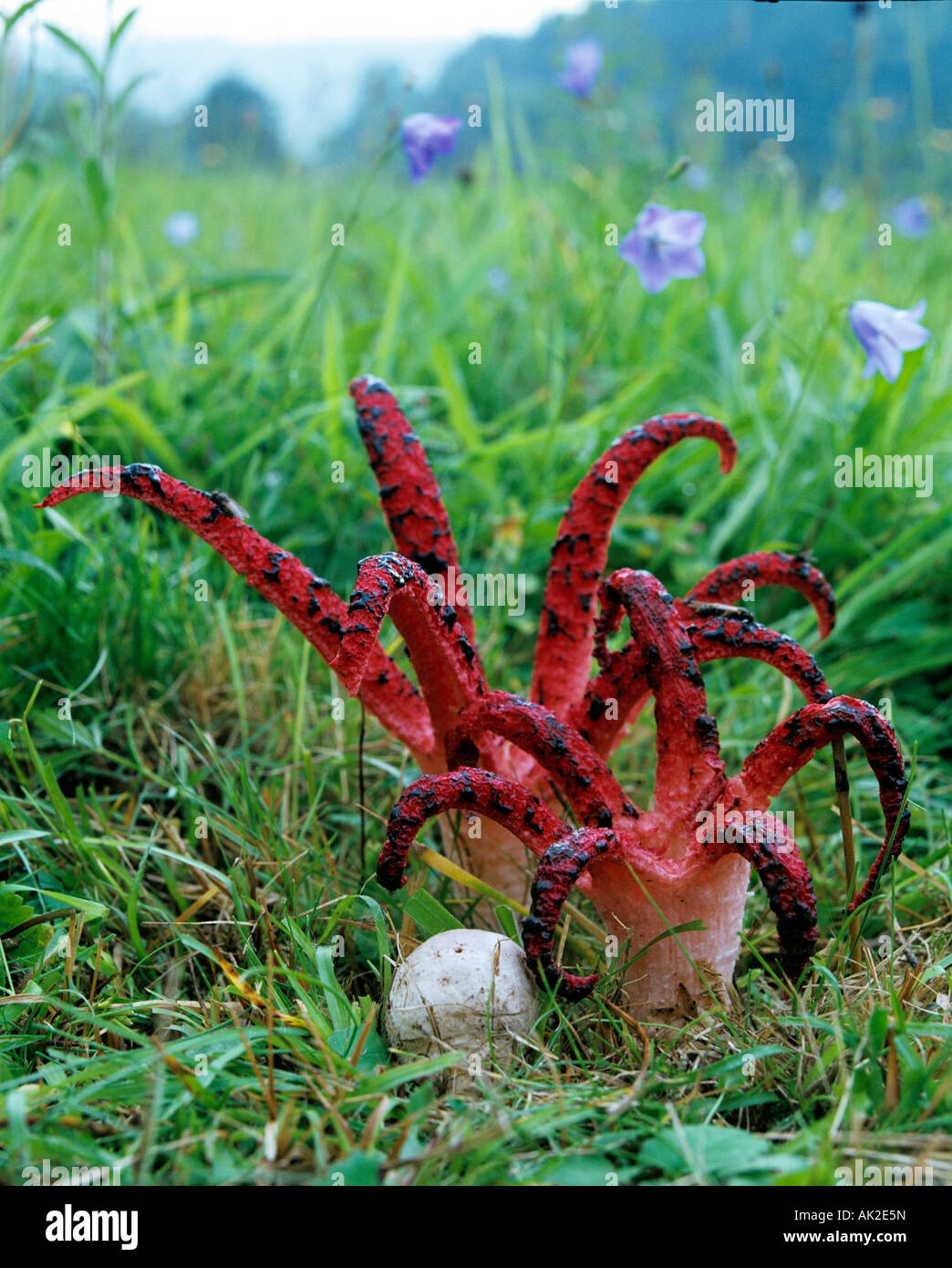 Octopus Stinkhorn High Resolution Stock Photography and Images Alamy
